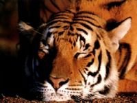 pic for dreamsn tiger real